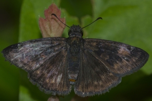 Leon_FL_EKP_2016_05_19 Duskywing, Zarucco (1)