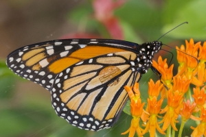 Leon_FL_EKP_2016_05_19 Monarch (1)