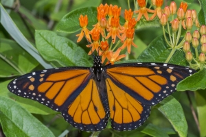 Leon_FL_EKP_2016_05_19 Monarch (11)