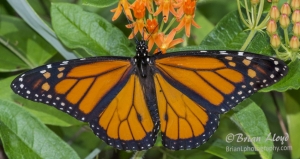 Leon_FL_EKP_2016_05_19 Monarch (11cs)