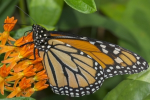 Leon_FL_EKP_2016_05_19 Monarch (9)