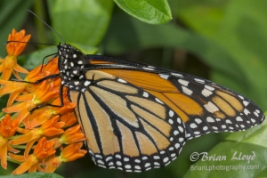 Leon_FL_EKP_2016_05_19 Monarch (9cs)