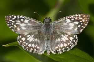 Leon_FL_EKP_2016_05_22 - Checkered Skipper, tropical (2)