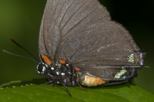 Leon_FL_EKP_2016_05_22 - Hairstreak, Great Purple (4)-s-webpage
