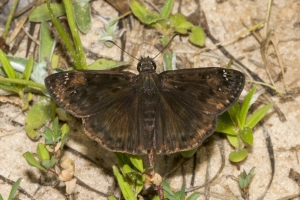 Leon_FL_EKP_A_2016_05_16 - Duskywing, Horaces-s
