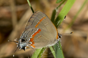 Leon_FL_EKP_A_2016_05_16 - Hairstreak, Red-Banded#2 (2)-s-webpage