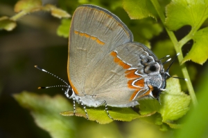 Red-banded *