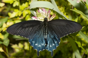 Leon_FL_EKP_A_2016_05_16 - Swallowtail, Pipevine (6)-s
