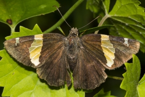 Leon_FL_EKP_PowerLine_2016_05_16 - Skipper, Golden Banded (6)-s
