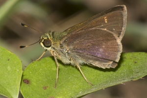 Leon_FL_EKP_PowerLine_2016_05_16 - Skipper, Little Glassywing (3
