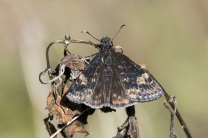 Leon_Henrietta_2016_03_08 - Duskywing, Zarucco