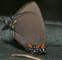 Leon_Home_2015_11_14 - Hairstreak, Great Purple- (4b)-webpage