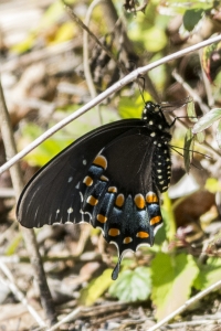 Leon_LakeHenrietta Lake and Trail_2016_02_29 - Swallowtail, Spicebush (1)