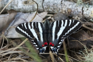 Zebra *