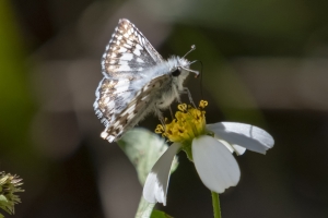Leon_LakeJackson_2018_10_30 - Skipper, Checkered Tropical (1)