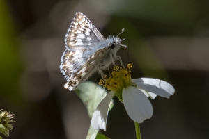 Leon_LakeJackson_2018_10_30 - Skipper, Checkered Tropical (3)