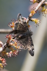 Leon_LakeTalquin_2016_03_02 - Duskywing, Juvenal's (1)