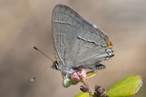 Leon_MotherLode_2016_03_15 - Hairstreak, Gray (2)-webpage