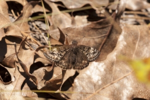 Leon_Motherlode_2016_03_22 - Duskywing, Juvenal's (F)