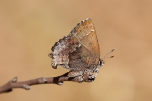 2016_03_22 - Elfin, Frosted (1)-web