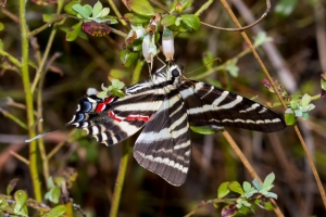 Leon_Motherlode_2016_03_31 - Swallowtail, Zebra -NIK