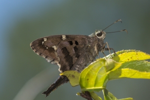 Leon_Munson_2015_10_17 - Skipper, Long-tailed (1)_a
