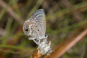 Leon_MunsonHills-2017_10_12 - Blue, Ceraunus (4)