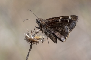 Leon_MunsonHills_2019_04_09 - Cloudywing, Southern (4)-Fullsized