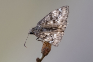 Leon_MunsonHills_2019_04_09 - Skipper, Duskywing, Horace's #2 (F) (17)-Fullsized