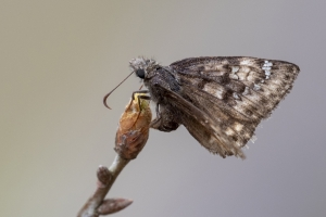 Leon_MunsonHills_2019_04_09 - Skipper, Duskywing, Horace's #2 (F) (5)-Fullsized