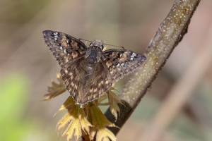 Leon_MunsonHills_2019_04_09 - Skipper, Duskywing, Horace's (F) (7)-Fullsized
