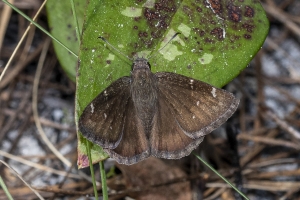 Leon_MunsonHills_2020_03_15 - Cloudywing, Northen-FS
