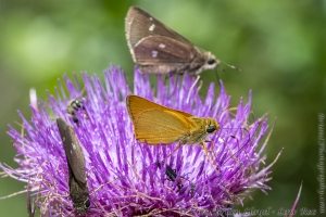 Delaware Skipper 