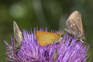 Delaware Skipper 