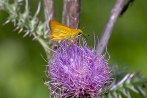Delaware Skipper 