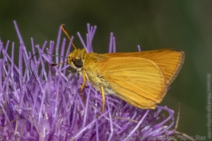 Delaware Skipper 
