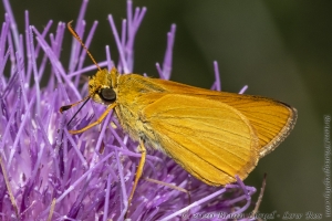 Delaware Skipper 