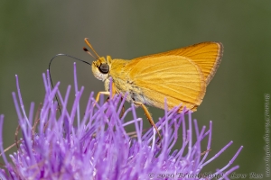 Delaware Skipper 