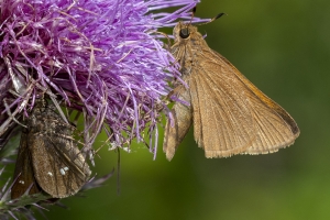 Leon_NewportRd_2020_04_27 -Lep, Skipper, Palatka (2)