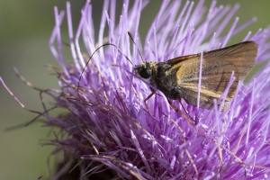 Delaware Skipper 