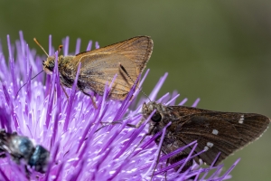 Delaware Skipper 