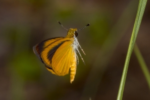 Leon_OcklockoWMA_2018_08_12 - Skipper, Least