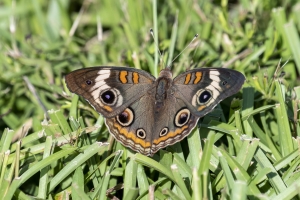 Leon_OkeeheepkeePark_2019_08_06 - Buckeye, Common (4)-FS