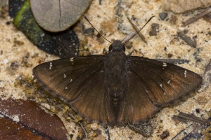 Leon_OldCentervi_2016_04_01 - Cloudywing, Northern (2)