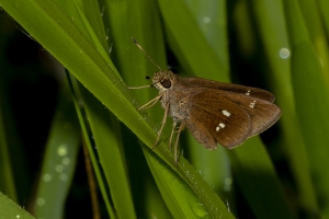 Leon_PineZ_2019_05_05 - Skipper, Twin-spot