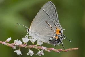 Leon_RhodenCove_2015_09_22 - Hairstreak, Gray-_a-webpage