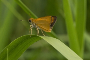 Delaware Skipper 