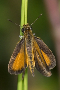 Leon_RhodenCove_2015_09_22 - Skipper, Least (1)