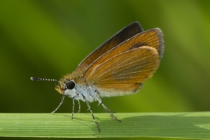 Leon_RhodenCove_2015_09_22 - Skipper, Least (3)