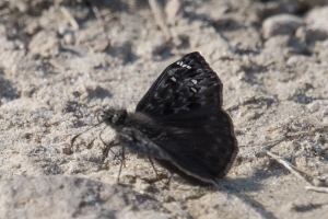Leon_RhodenLndng_2017_02_14 - Duskywing, Juvenal's